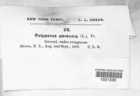 Polyporus perennis image